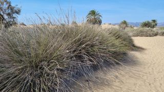 2023-GC--Mapalomas dunas-S123-256.jpg